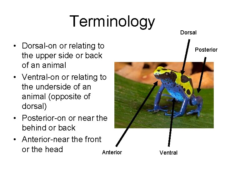 Terminology • Dorsal-on or relating to the upper side or back of an animal