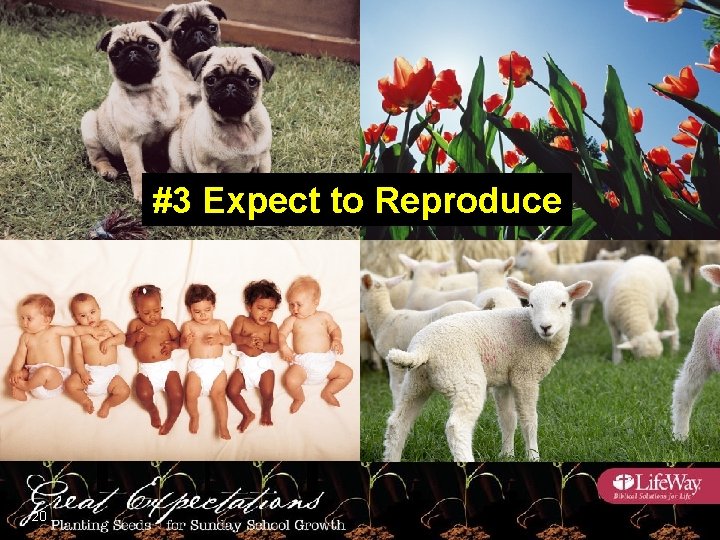 #3 Expect to Reproduce 20 