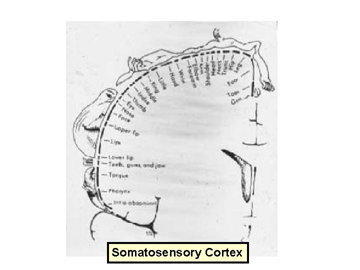 Somatosensory Cortex 