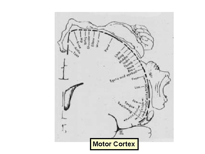 Motor Cortex 