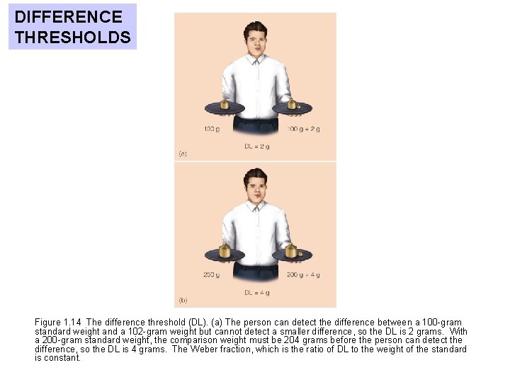 DIFFERENCE THRESHOLDS Figure 1. 14 The difference threshold (DL). (a) The person can detect