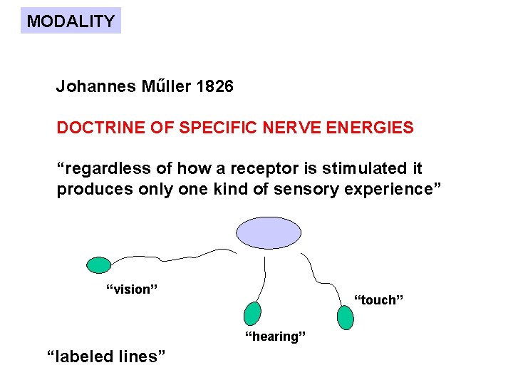 MODALITY Johannes Műller 1826 DOCTRINE OF SPECIFIC NERVE ENERGIES “regardless of how a receptor