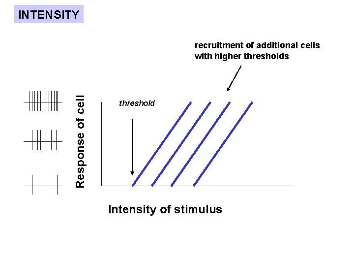 INTENSITY Response of cell recruitment of additional cells with higher thresholds threshold Intensity of