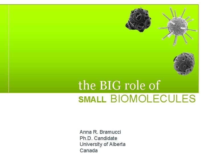 the BIG role of SMALL BIOMOLECULES Anna R. Bramucci Ph. D. Candidate University of