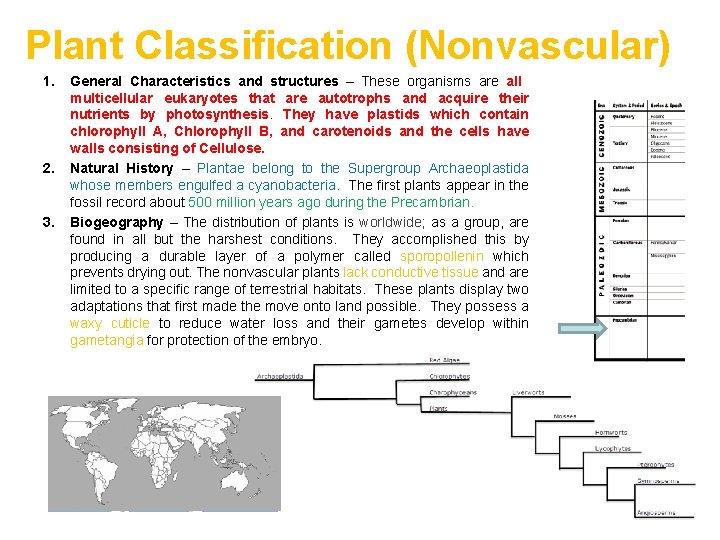 Plant Classification (Nonvascular) 1. 2. 3. General Characteristics and structures – These organisms are