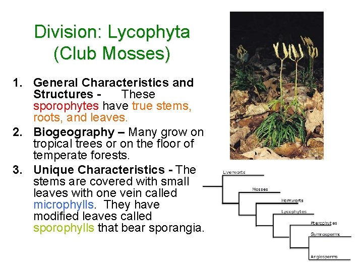 Division: Lycophyta (Club Mosses) 1. General Characteristics and Structures These sporophytes have true stems,