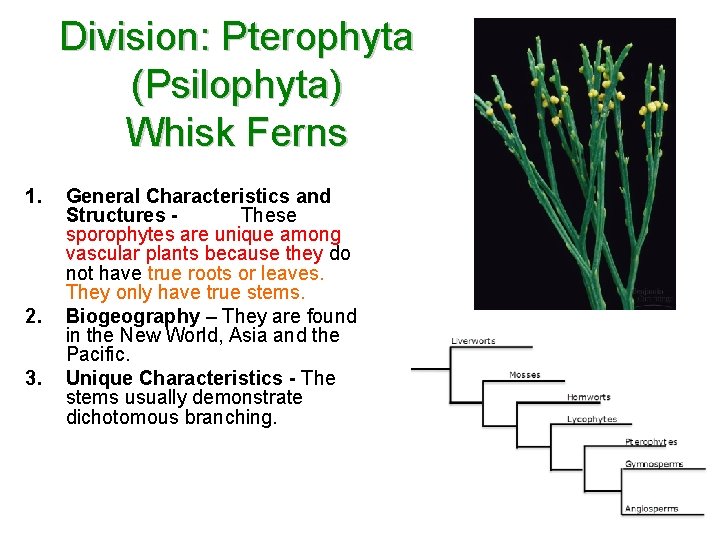 Division: Pterophyta (Psilophyta) Whisk Ferns 1. 2. 3. General Characteristics and Structures These sporophytes