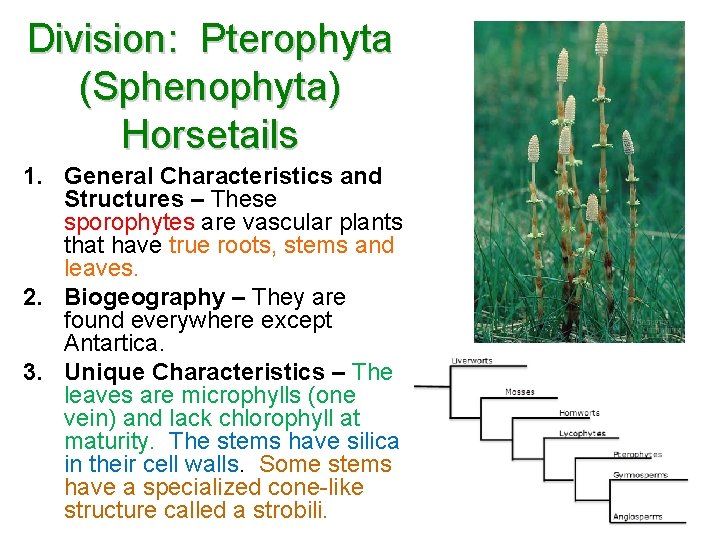 Division: Pterophyta (Sphenophyta) Horsetails 1. General Characteristics and Structures – These sporophytes are vascular
