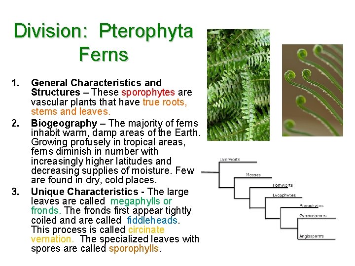 Division: Pterophyta Ferns 1. 2. 3. General Characteristics and Structures – These sporophytes are