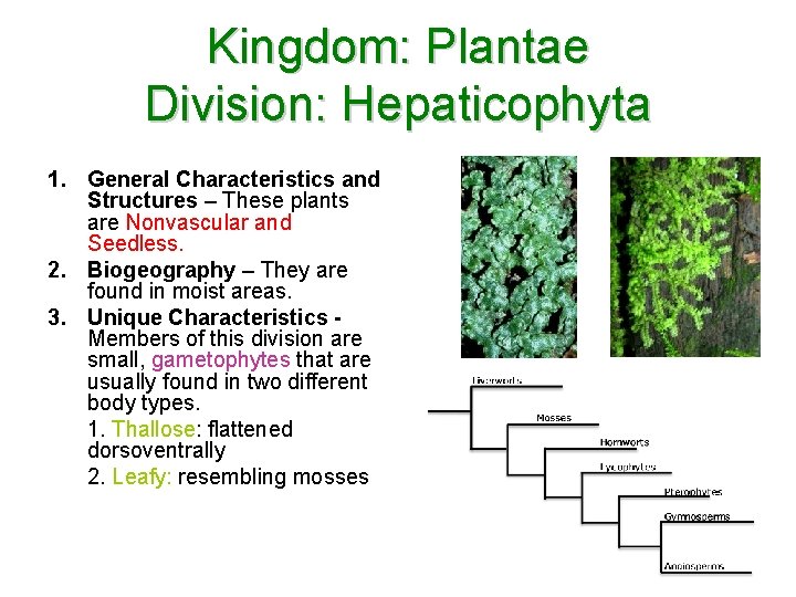 Kingdom: Plantae Division: Hepaticophyta 1. General Characteristics and Structures – These plants are Nonvascular