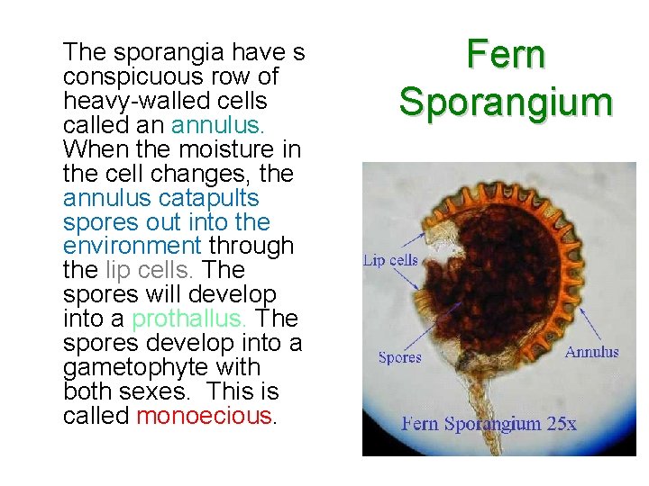 The sporangia have s conspicuous row of heavy-walled cells called an annulus. When the