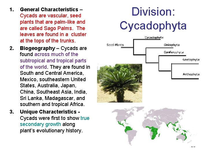 1. 2. 3. General Characteristics – Cycads are vascular, seed plants that are palm-like