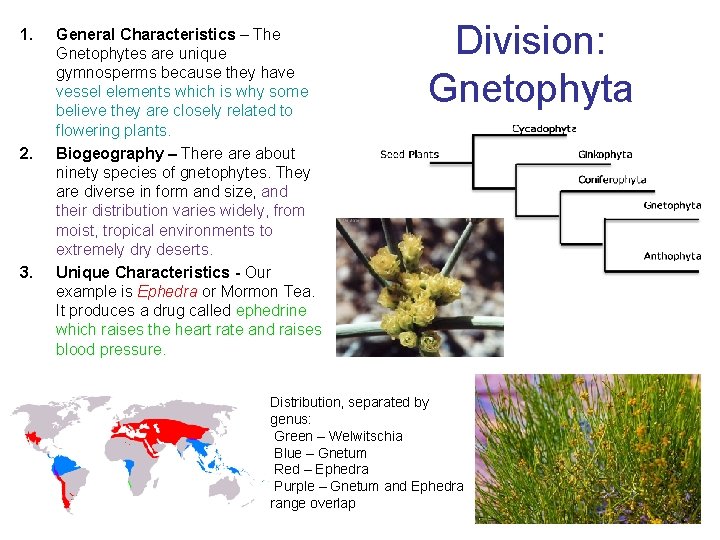 1. 2. 3. General Characteristics – The Gnetophytes are unique gymnosperms because they have