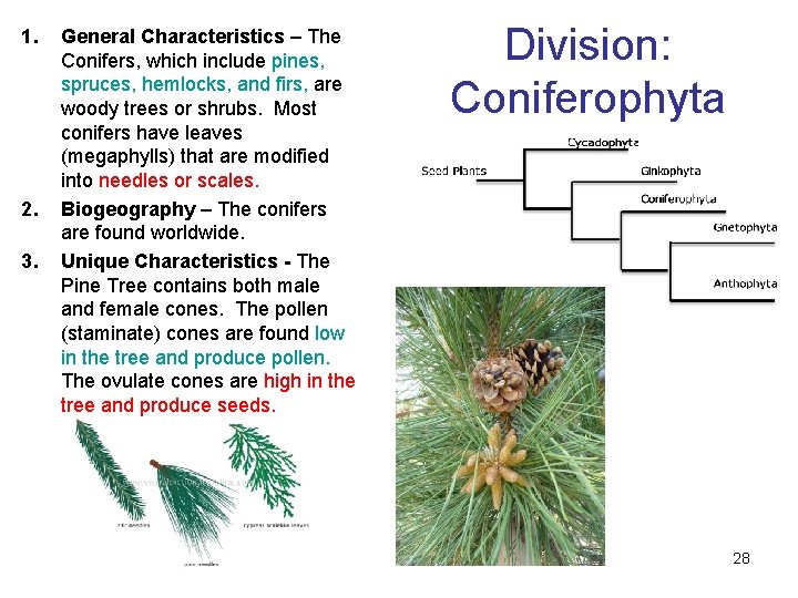 1. 2. 3. General Characteristics – The Conifers, which include pines, spruces, hemlocks, and