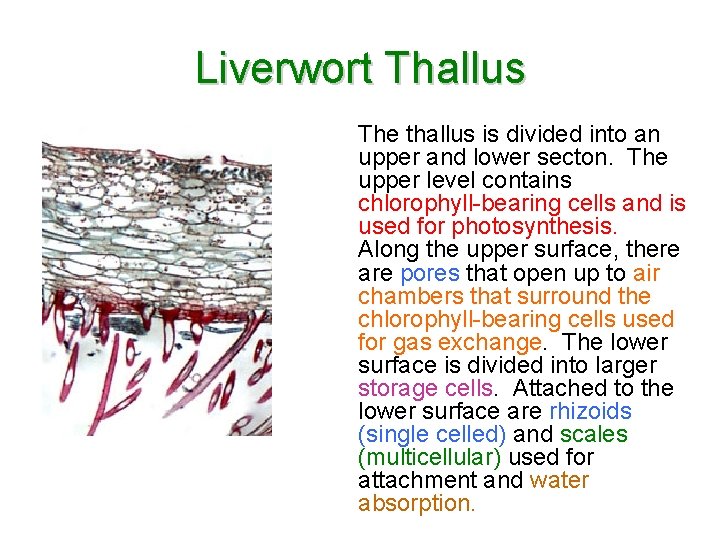 Liverwort Thallus The thallus is divided into an upper and lower secton. The upper