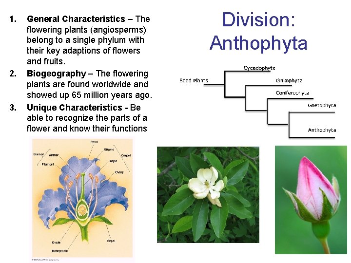 1. 2. 3. General Characteristics – The flowering plants (angiosperms) belong to a single