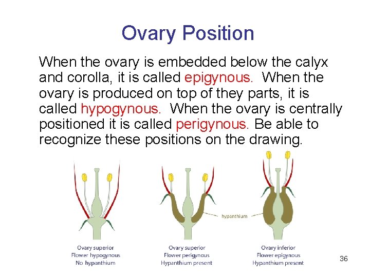 Ovary Position When the ovary is embedded below the calyx and corolla, it is