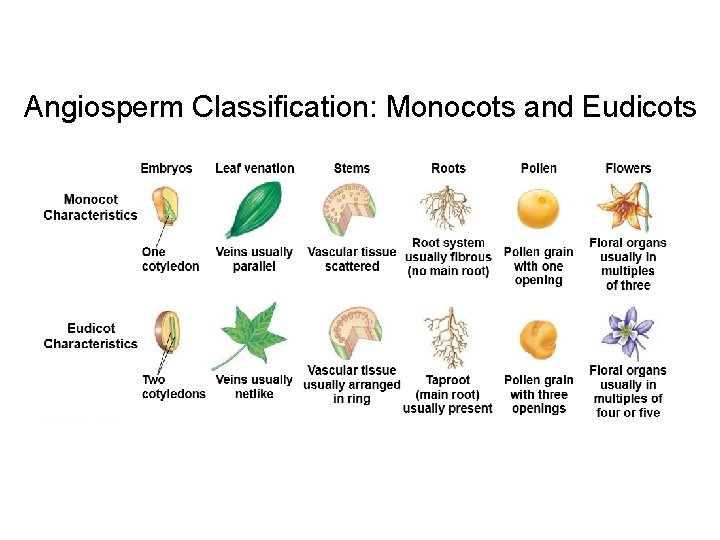 Angiosperm Classification: Monocots and Eudicots 