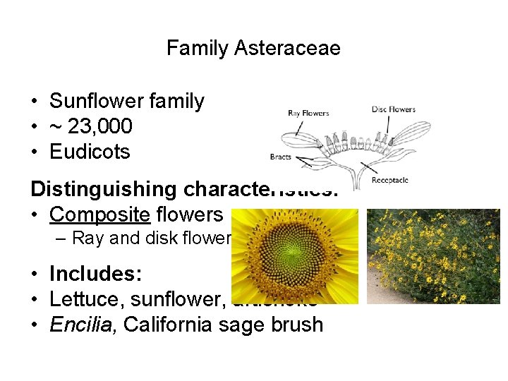 Family Asteraceae • Sunflower family • ~ 23, 000 • Eudicots Distinguishing characteristics: •