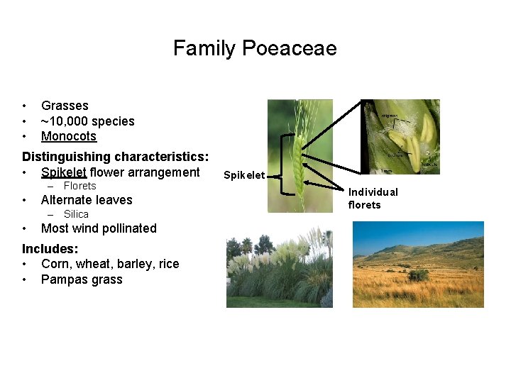 Family Poeaceae • • • Grasses ~10, 000 species Monocots Distinguishing characteristics: • Spikelet