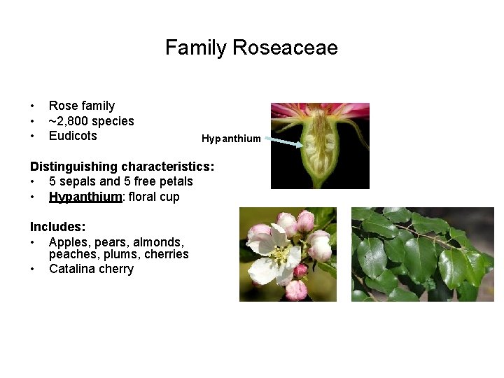 Family Roseaceae • • • Rose family ~2, 800 species Eudicots Hypanthium Distinguishing characteristics: