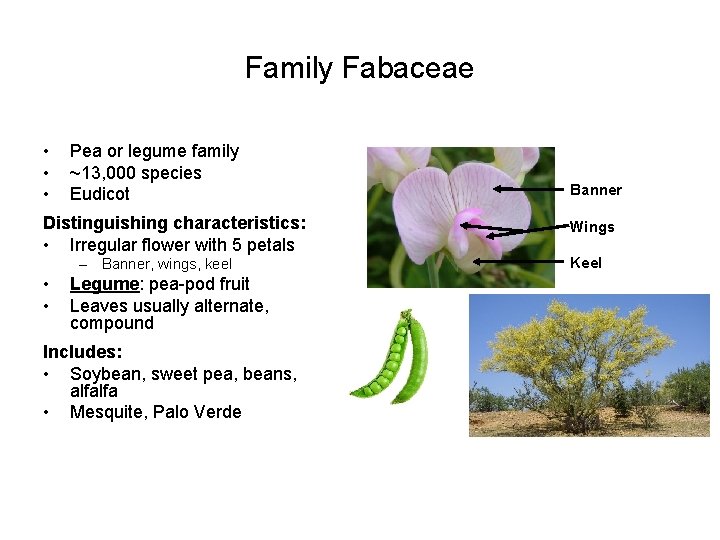 Family Fabaceae • • • Pea or legume family ~13, 000 species Eudicot Distinguishing