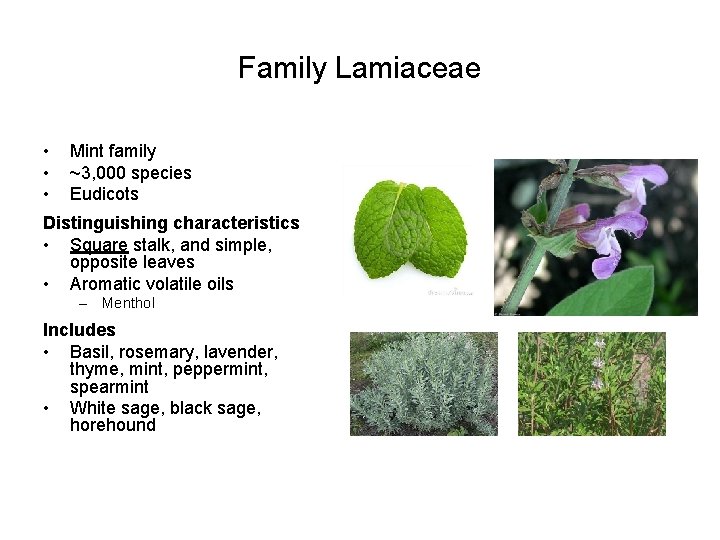 Family Lamiaceae • • • Mint family ~3, 000 species Eudicots Distinguishing characteristics •