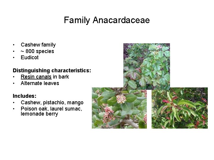 Family Anacardaceae • • • Cashew family ~ 800 species Eudicot Distinguishing characteristics: •