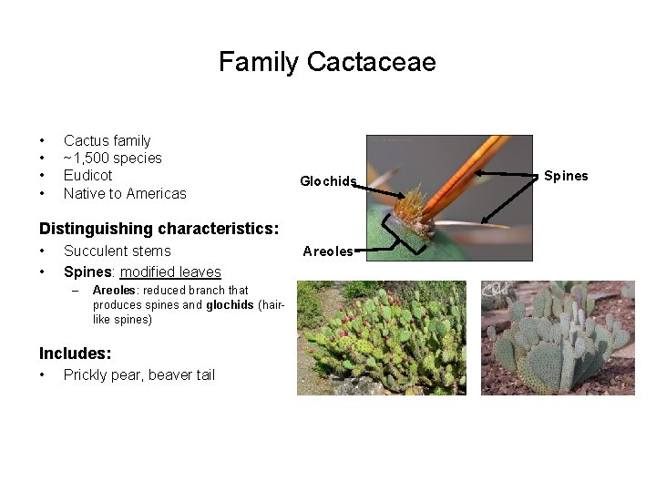 Family Cactaceae • • Cactus family ~1, 500 species Eudicot Native to Americas Glochids