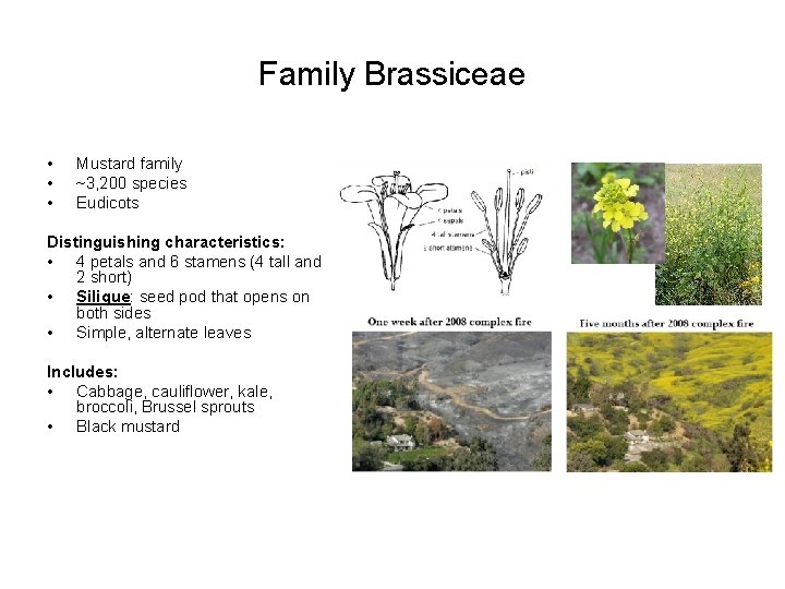 Family Brassiceae • • • Mustard family ~3, 200 species Eudicots Distinguishing characteristics: •