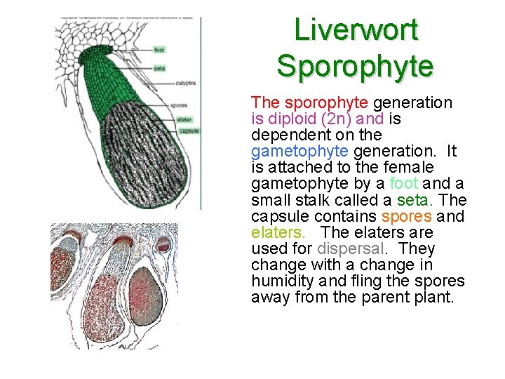 Liverwort Sporophyte The sporophyte generation is diploid (2 n) and is dependent on the