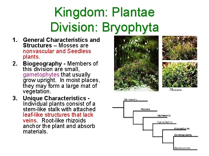 Kingdom: Plantae Division: Bryophyta 1. General Characteristics and Structures – Mosses are nonvascular and