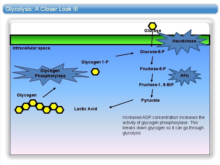 Glycolysis: A Closer Look III Glucose Hexokinase Intracellular space Glucose-6 -P Glycogen 1 -P