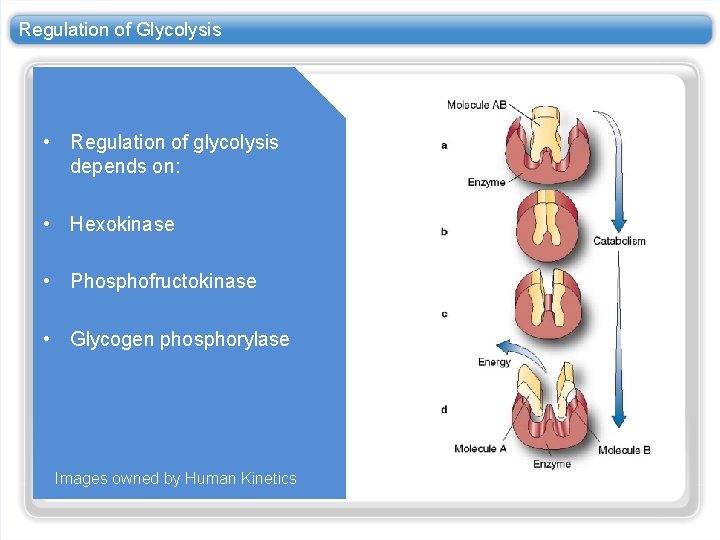 Regulation of Glycolysis • Regulation of glycolysis depends on: • Hexokinase • Phosphofructokinase •