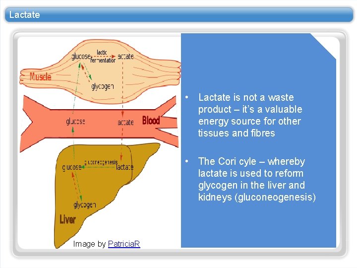 Lactate • Lactate is not a waste product – it’s a valuable energy source