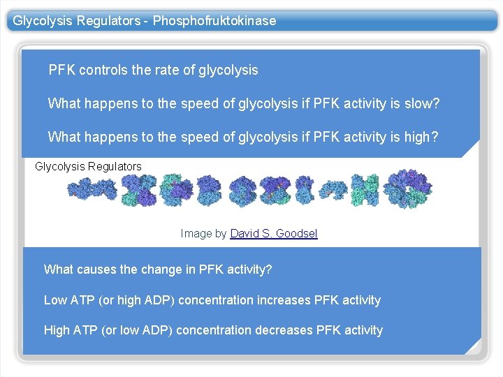 Glycolysis Regulators - Phosphofruktokinase PFK controls the rate of glycolysis What happens to the