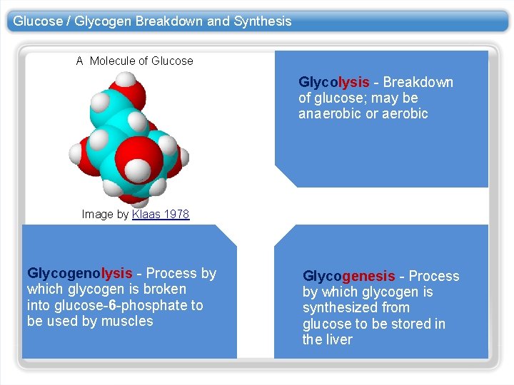 Glucose / Glycogen Breakdown and Synthesis A Molecule of Glucose Glycolysis - Breakdown of