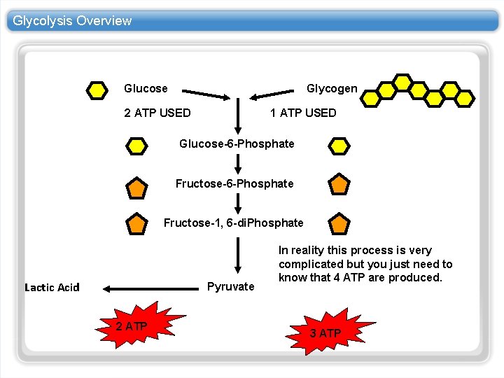 Glycolysis Overview Glucose Glycogen 2 ATP USED 1 ATP USED Glucose-6 -Phosphate Fructose-1, 6