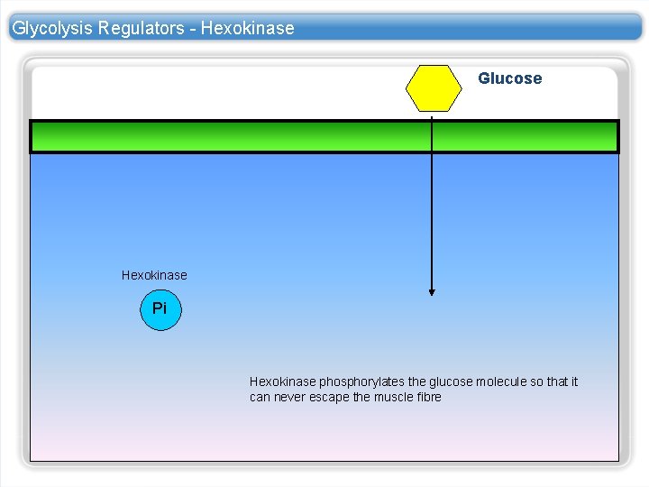 Glycolysis Regulators - Hexokinase Glucose Hexokinase Pi Hexokinase phosphorylates the glucose molecule so that