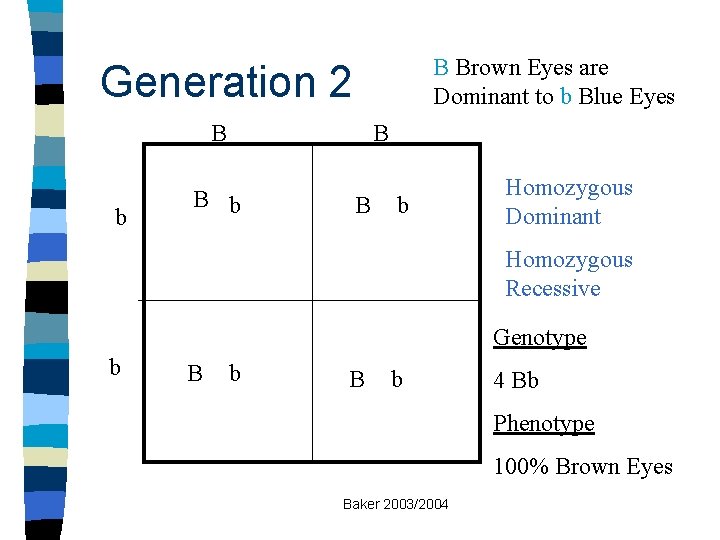 B Brown Eyes are Dominant to b Blue Eyes Generation 2 B b B