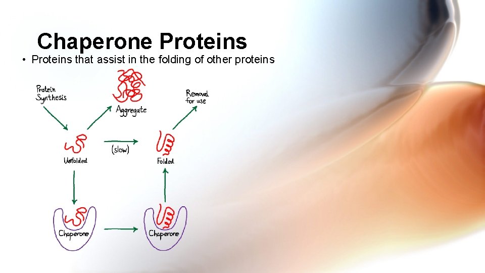 Chaperone Proteins • Proteins that assist in the folding of other proteins 