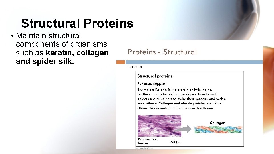 Structural Proteins • Maintain structural components of organisms such as keratin, collagen and spider