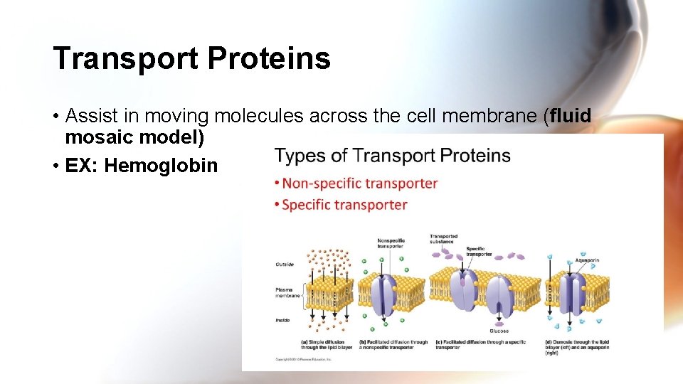 Transport Proteins • Assist in moving molecules across the cell membrane (fluid mosaic model)