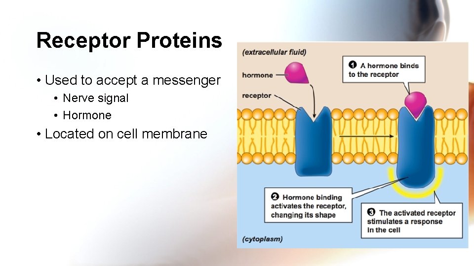 Receptor Proteins • Used to accept a messenger • Nerve signal • Hormone •