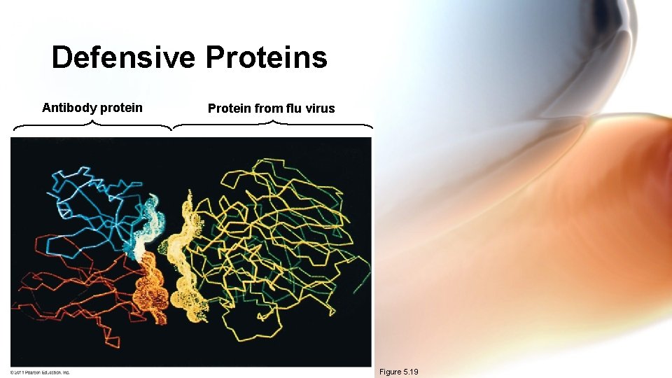 Defensive Proteins Antibody protein Protein from flu virus Figure 5. 19 