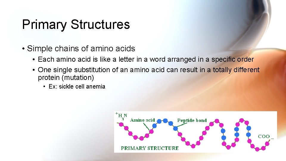 Primary Structures • Simple chains of amino acids • Each amino acid is like