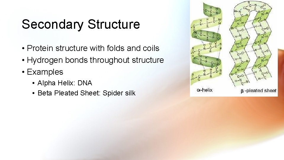 Secondary Structure • Protein structure with folds and coils • Hydrogen bonds throughout structure
