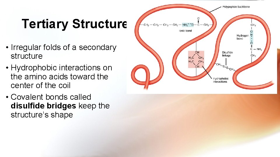 Tertiary Structure • Irregular folds of a secondary structure • Hydrophobic interactions on the