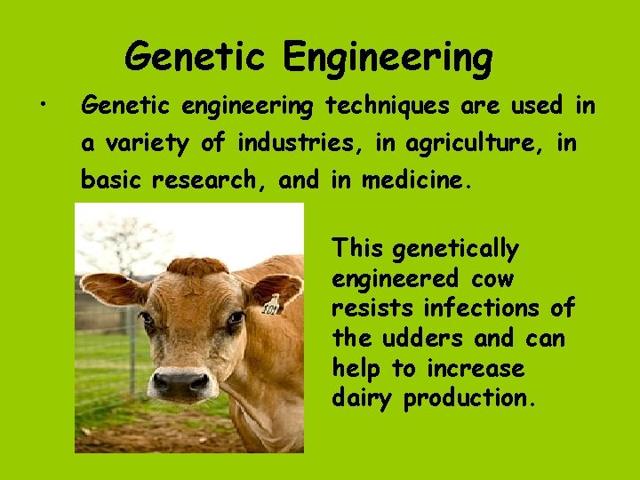 Genetic Engineering • Genetic engineering techniques are used in a variety of industries, in