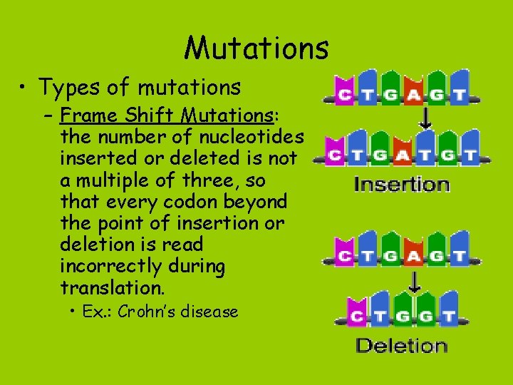 Mutations • Types of mutations – Frame Shift Mutations: the number of nucleotides inserted